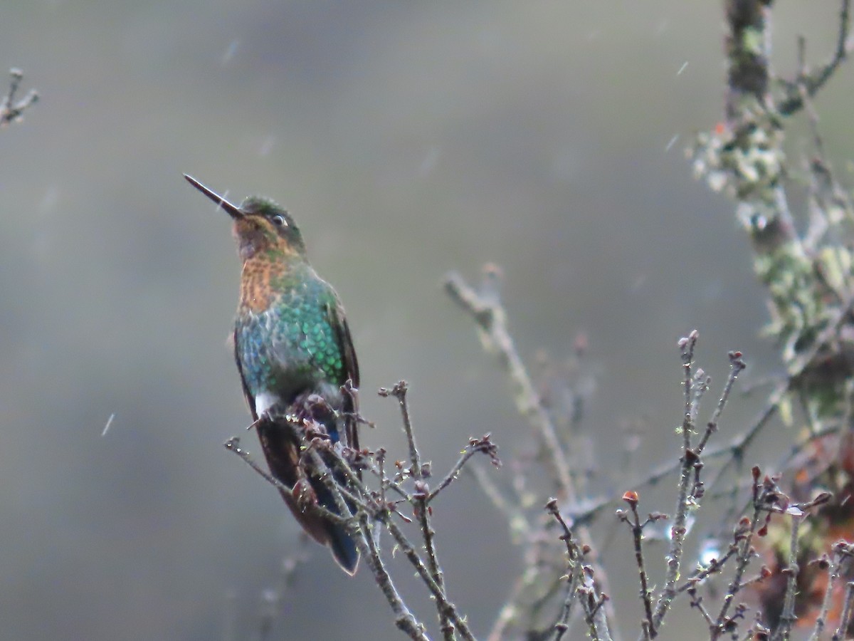 Glowing Puffleg - ML645802727