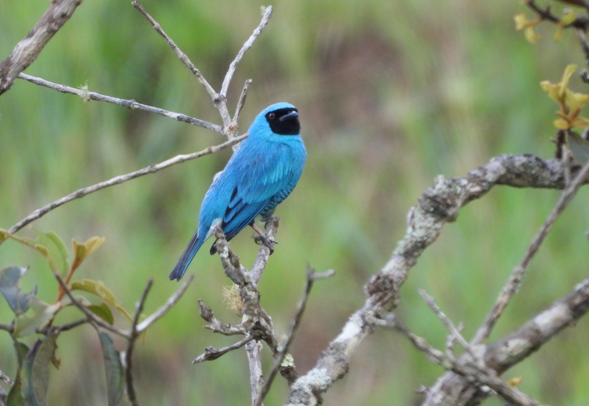 Swallow Tanager - ML645802737