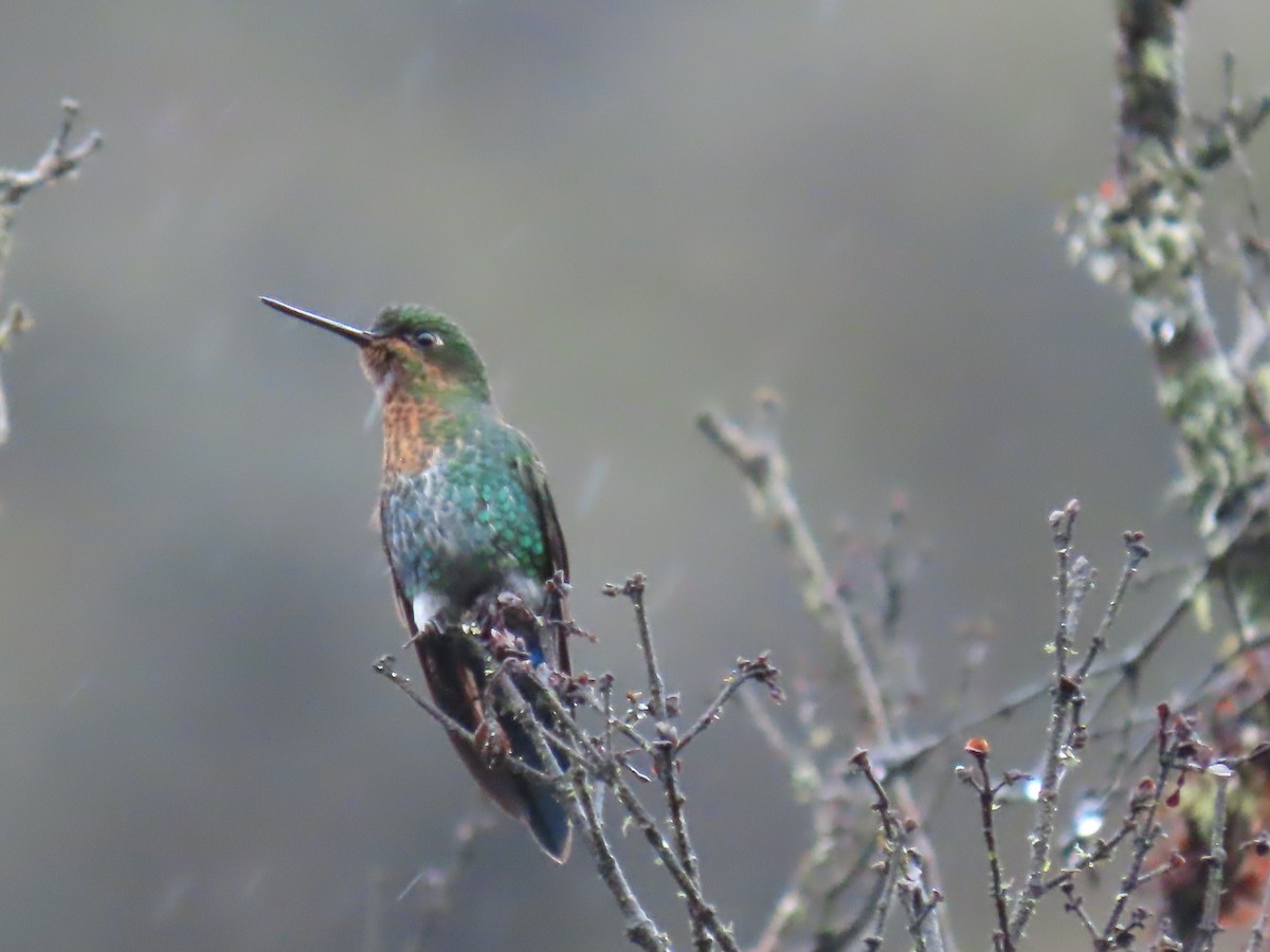 Glowing Puffleg - ML645802739