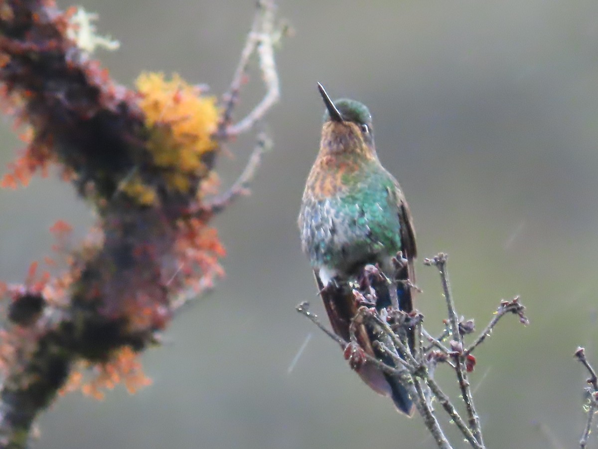 Glowing Puffleg - ML645802742
