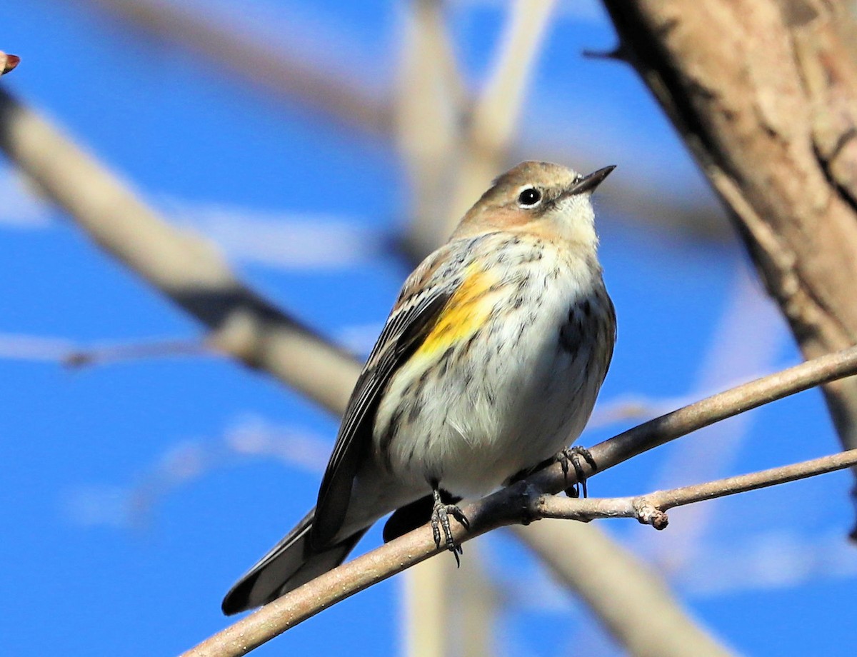 Yellow-rumped Warbler - ML645802746