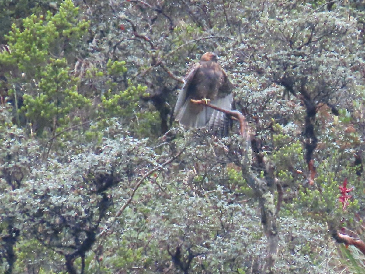 Black-chested Buzzard-Eagle - ML645802751