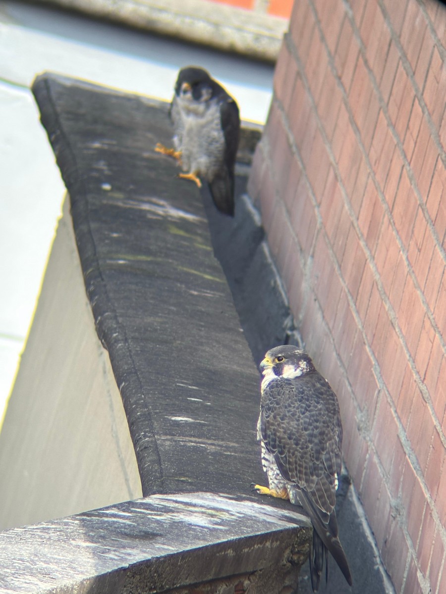 Peregrine Falcon - ML645802755