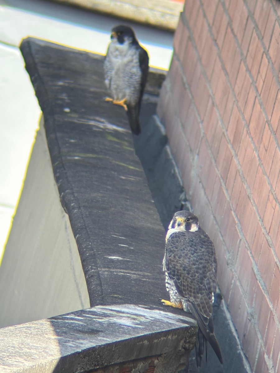 Peregrine Falcon - ML645802757