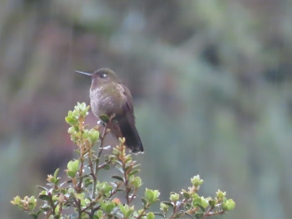 Violet-throated Metaltail - ML645802761