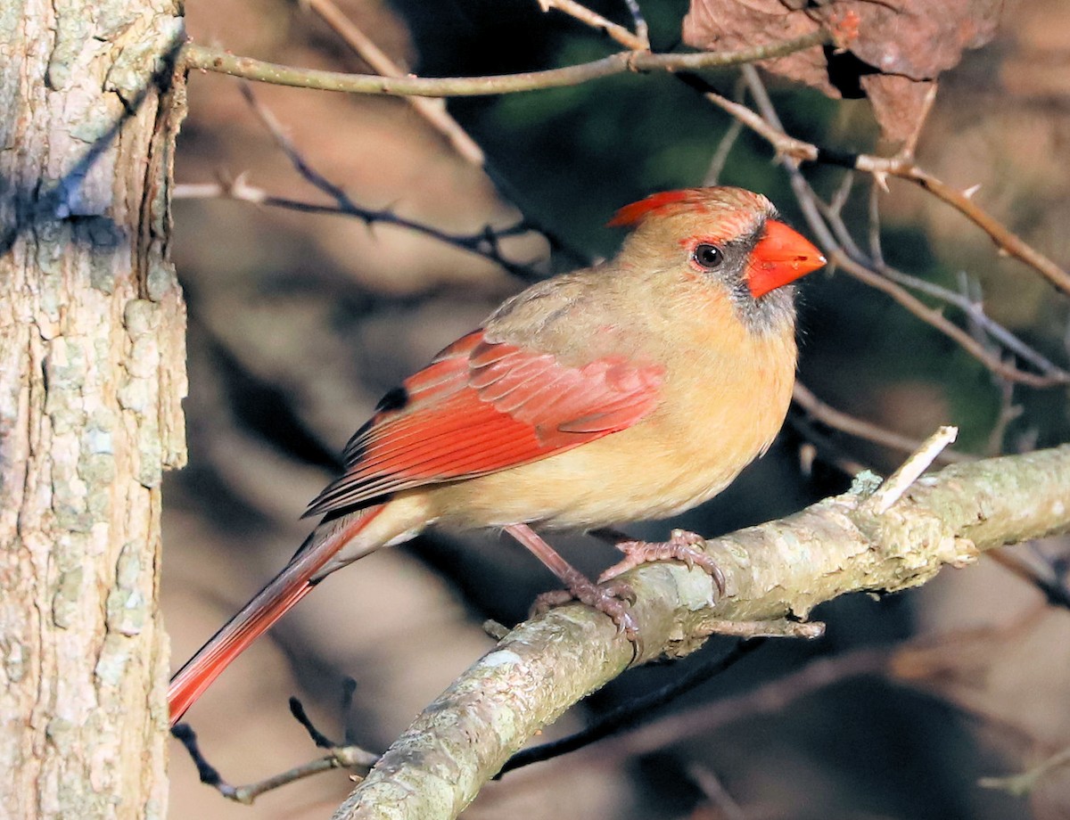 Northern Cardinal - ML645802767