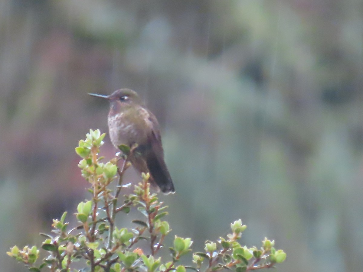 Violet-throated Metaltail - ML645802774