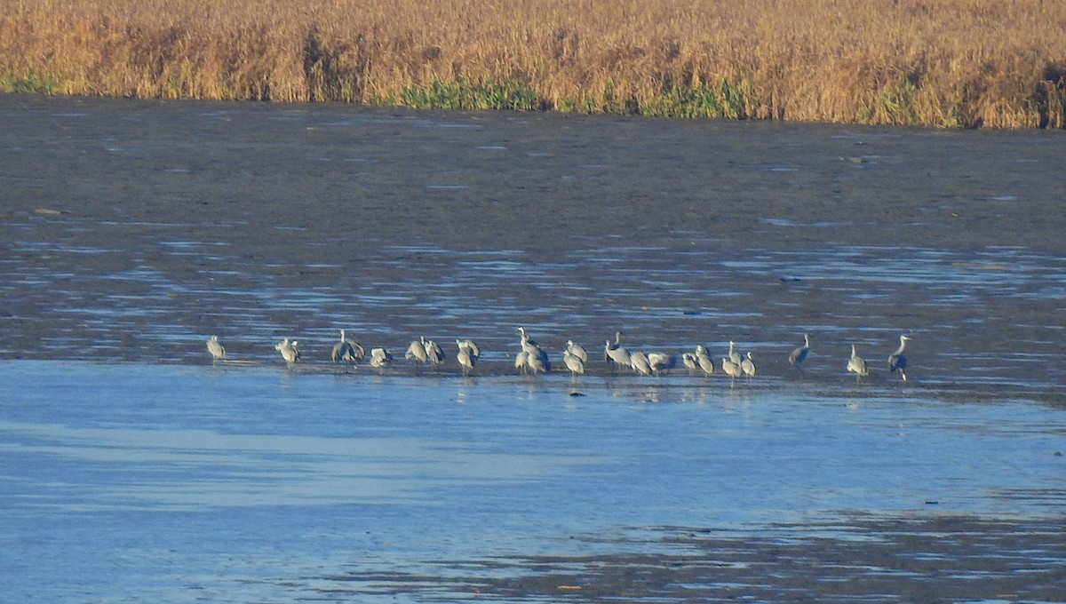 Sandhill Crane - ML645802777