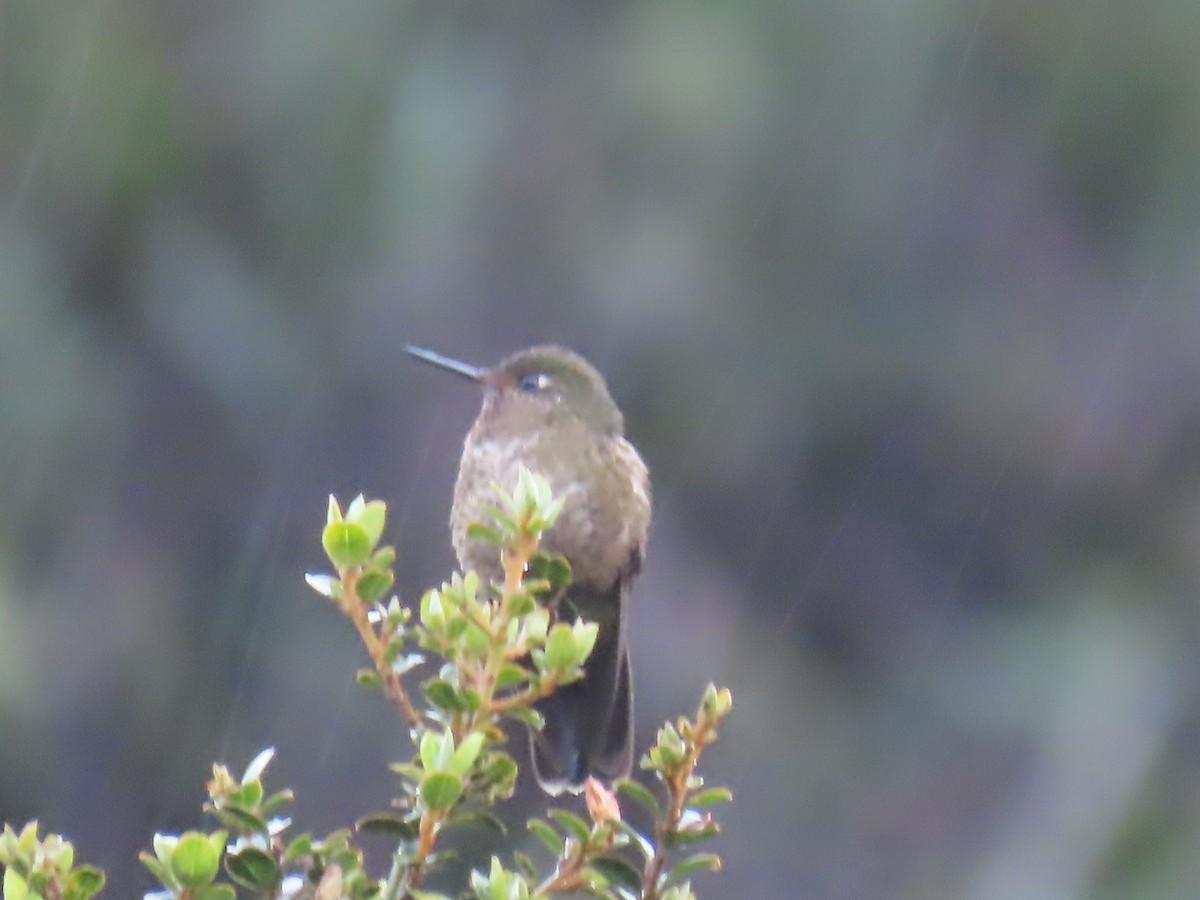Violet-throated Metaltail - ML645802778