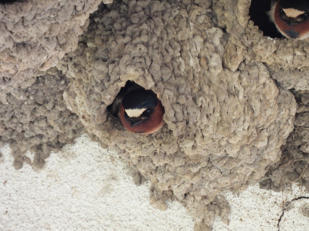 Cliff Swallow - ML645802785