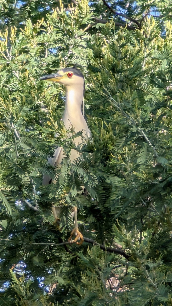 Black-crowned Night Heron - ML645802787