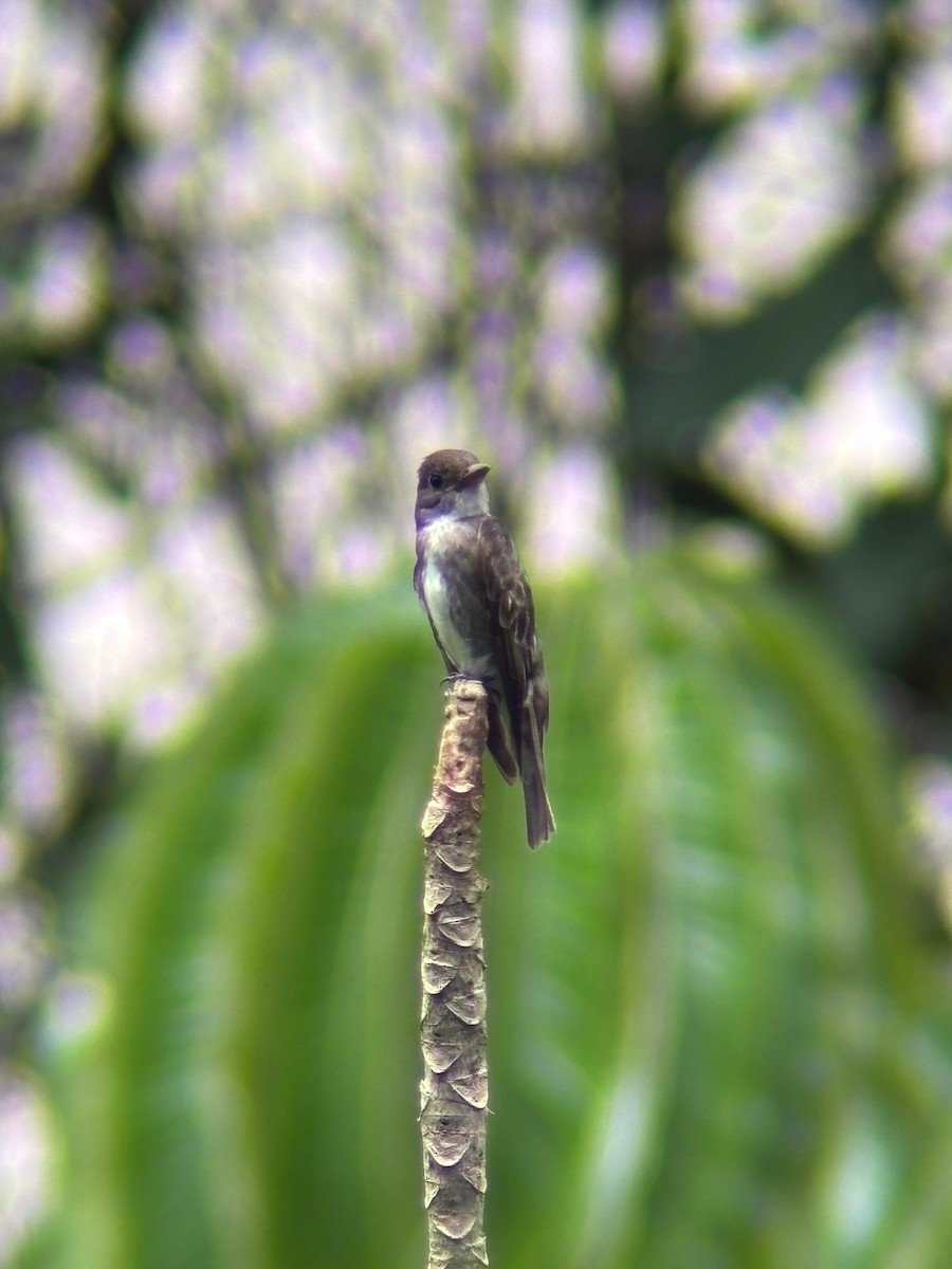 Olive-sided Flycatcher - ML645802795