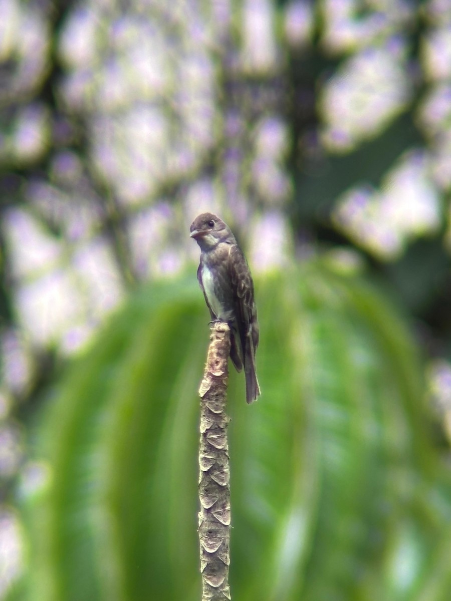 Olive-sided Flycatcher - ML645802799