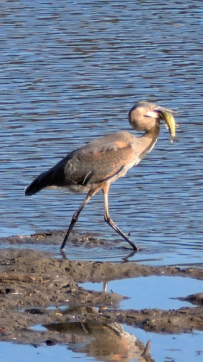 Great Blue Heron - ML645802801