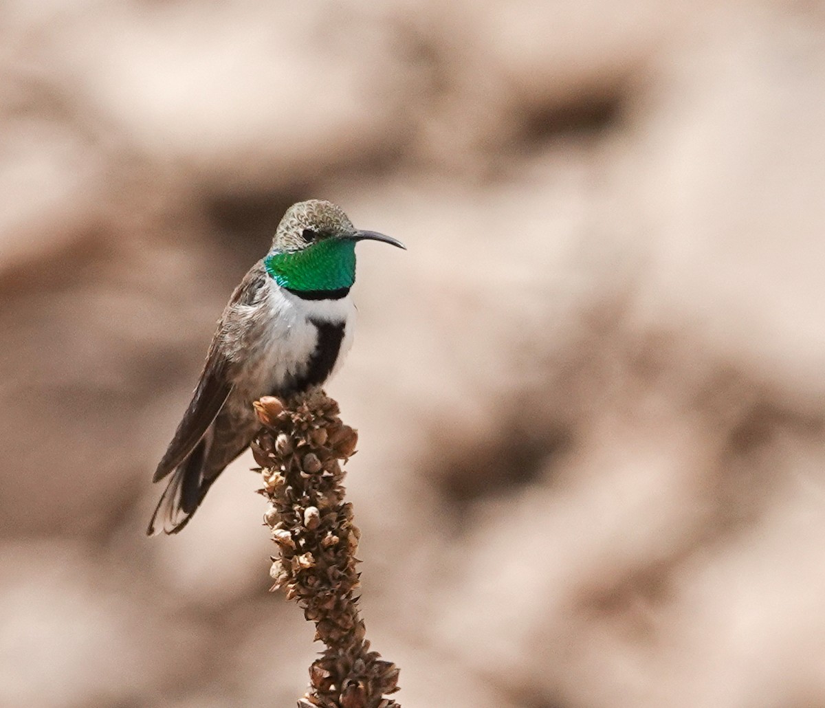 White-sided Hillstar - ML645802810