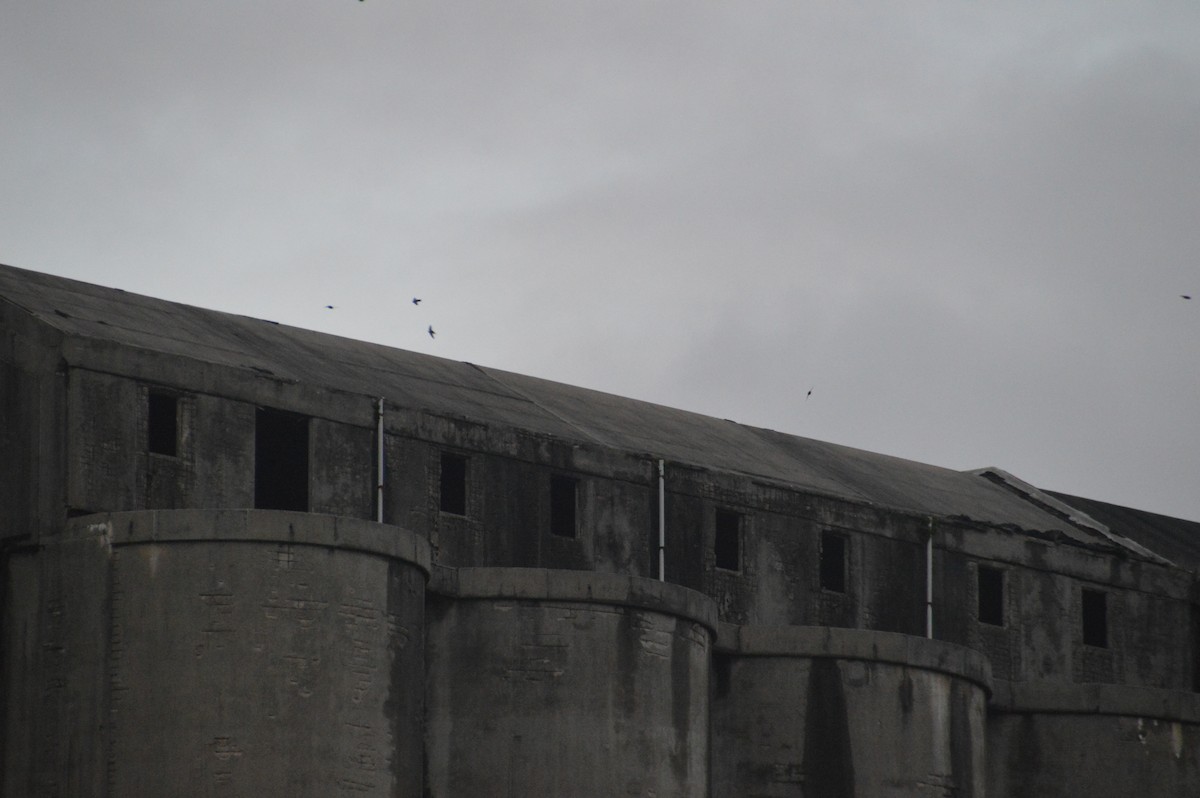 swallow sp. - ML645802813