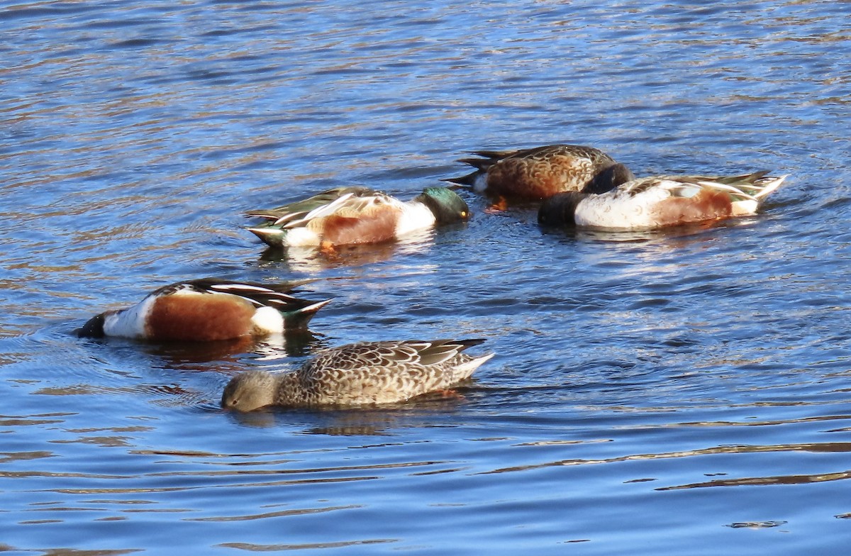 Northern Shoveler - ML645802825