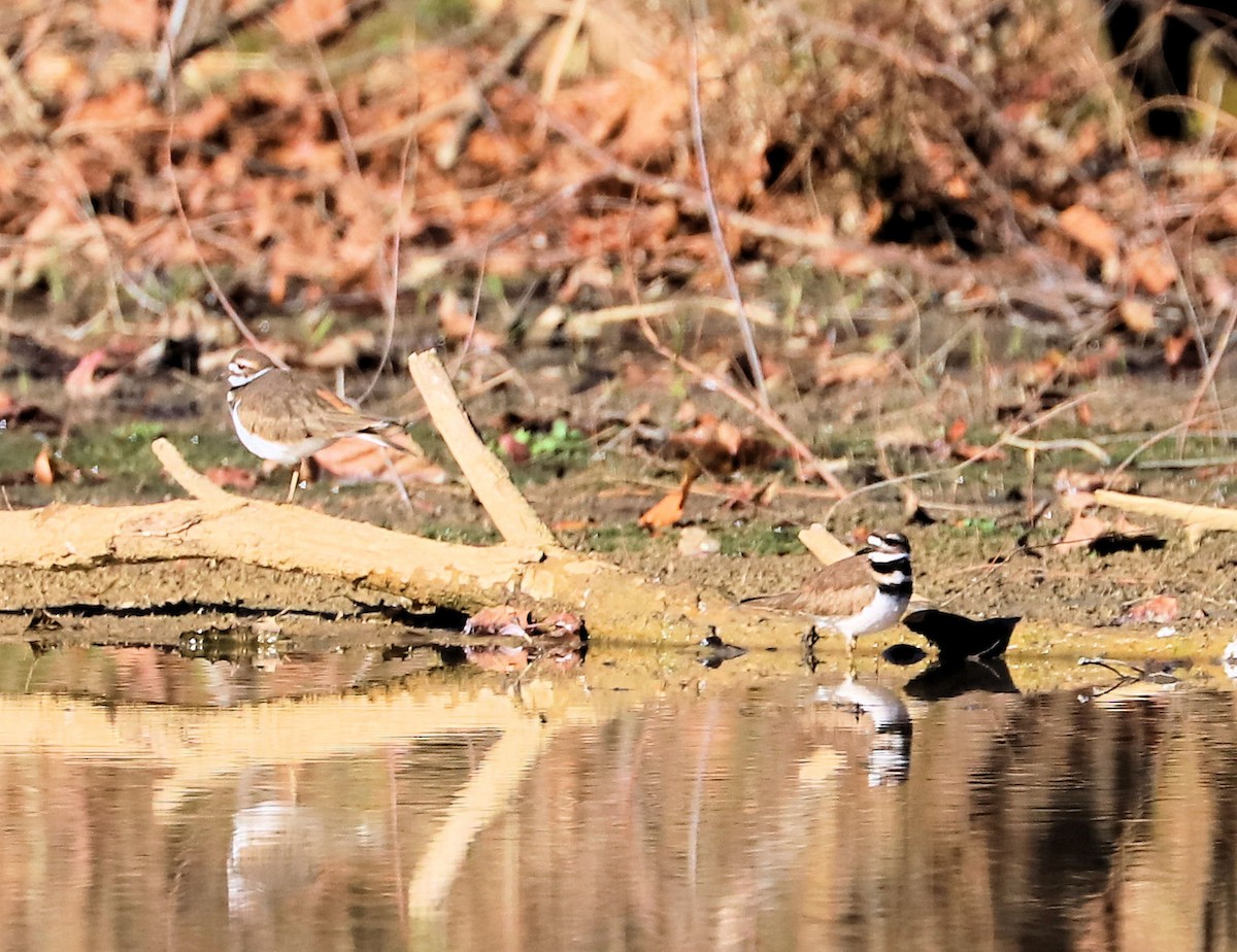 Killdeer - ML645802826