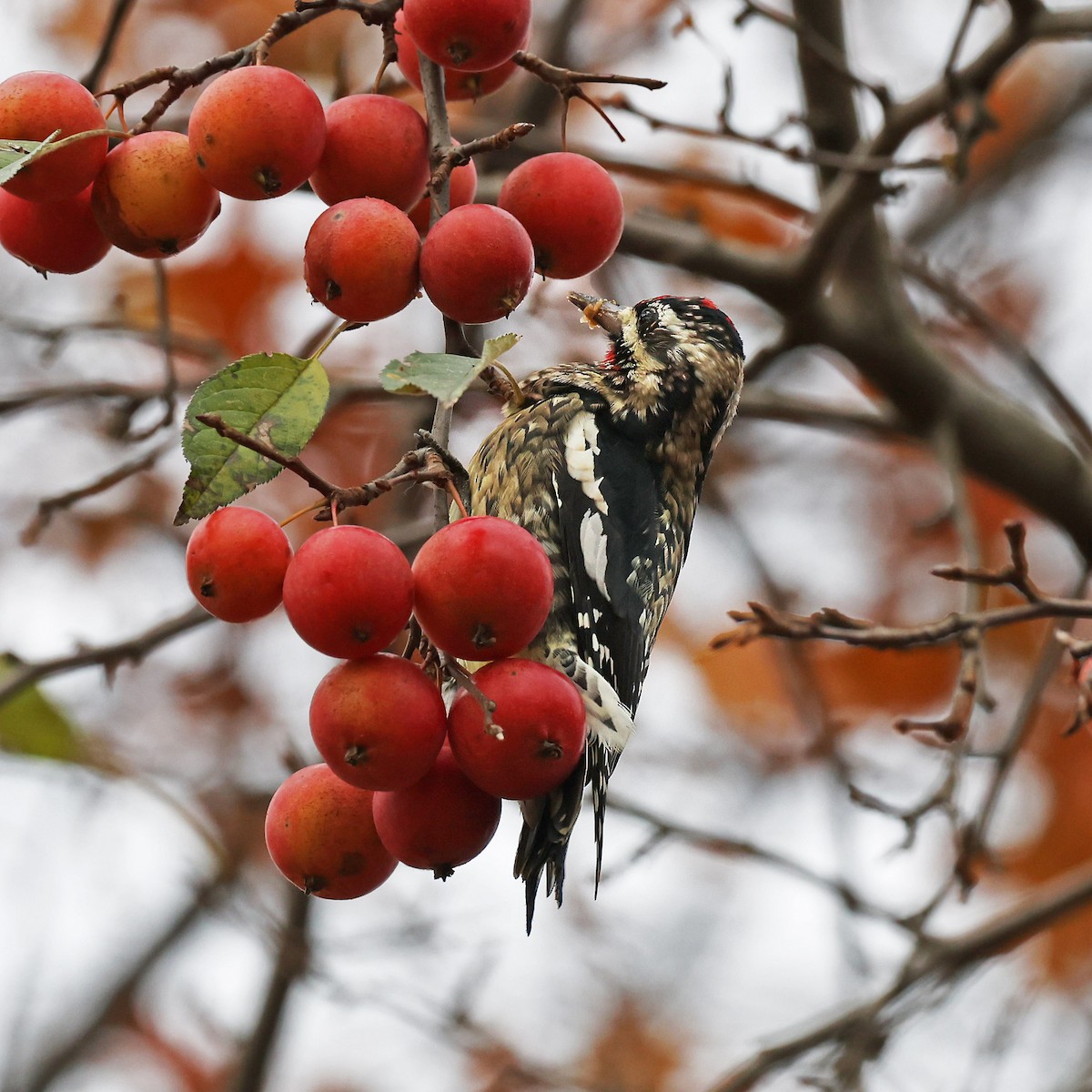 Yellow-bellied Sapsucker - ML645802827