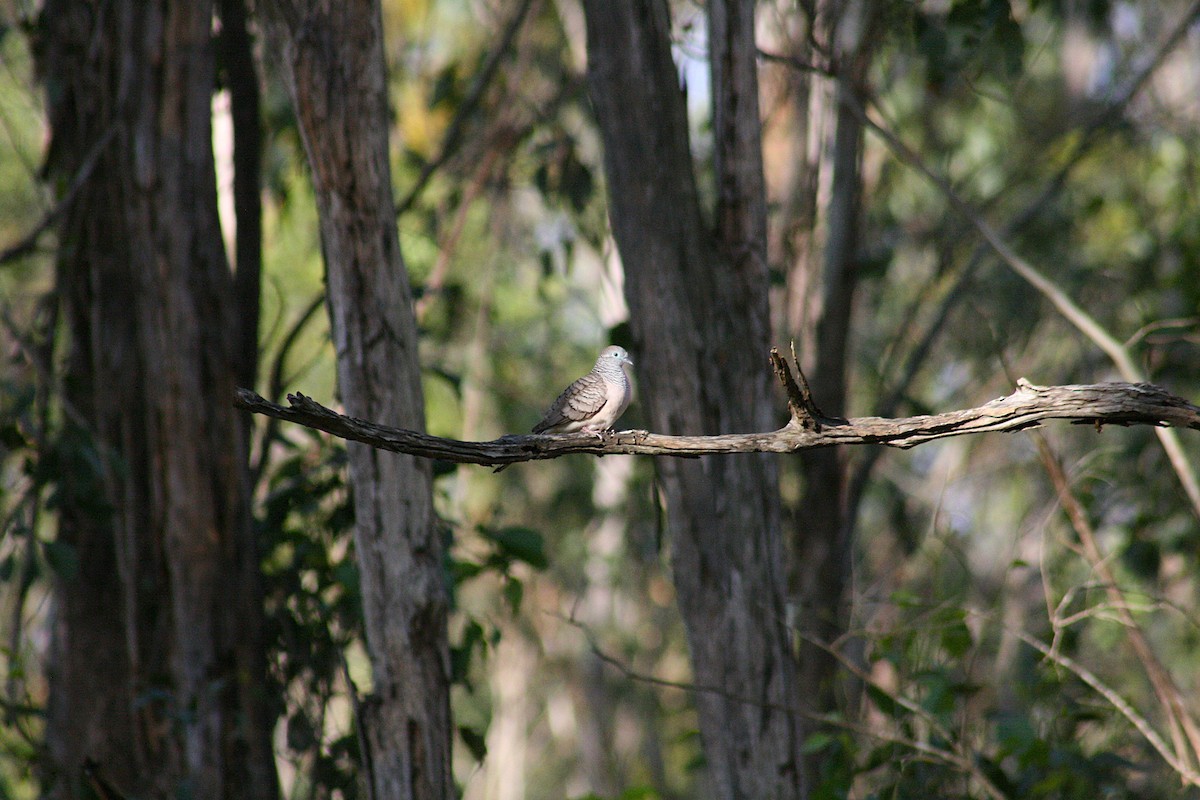 Peaceful Dove - ML645802828