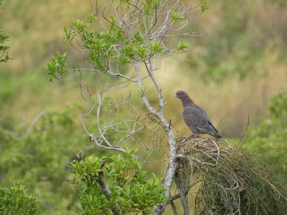 Picazuro Pigeon - ML645802829