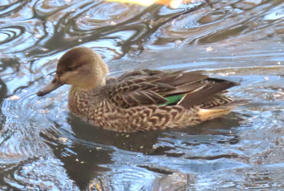 Green-winged Teal (American) - ML645802830