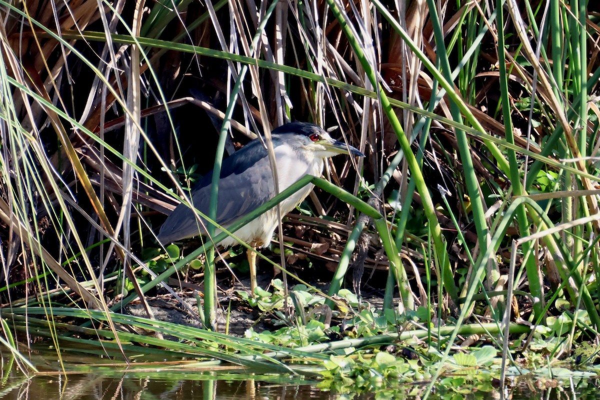 Black-crowned Night Heron - ML645802832
