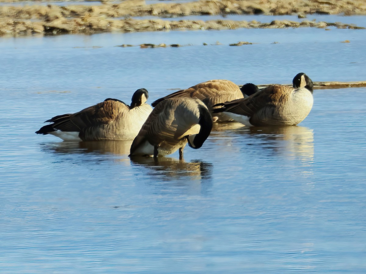 Canada Goose - ML645802836