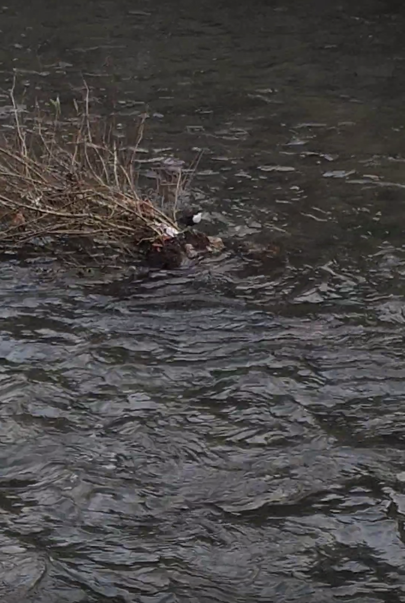 White-throated Dipper - ML645802837