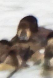 Greater Scaup - ML645802838