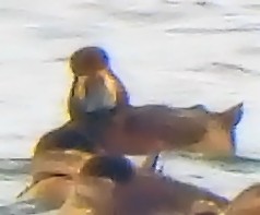 Greater Scaup - ML645802839