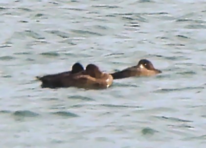 Greater Scaup - ML645802840