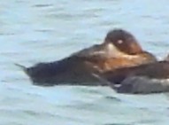 Greater Scaup - ML645802841