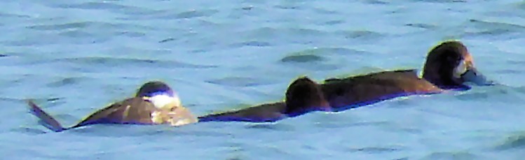 Greater Scaup - ML645802842