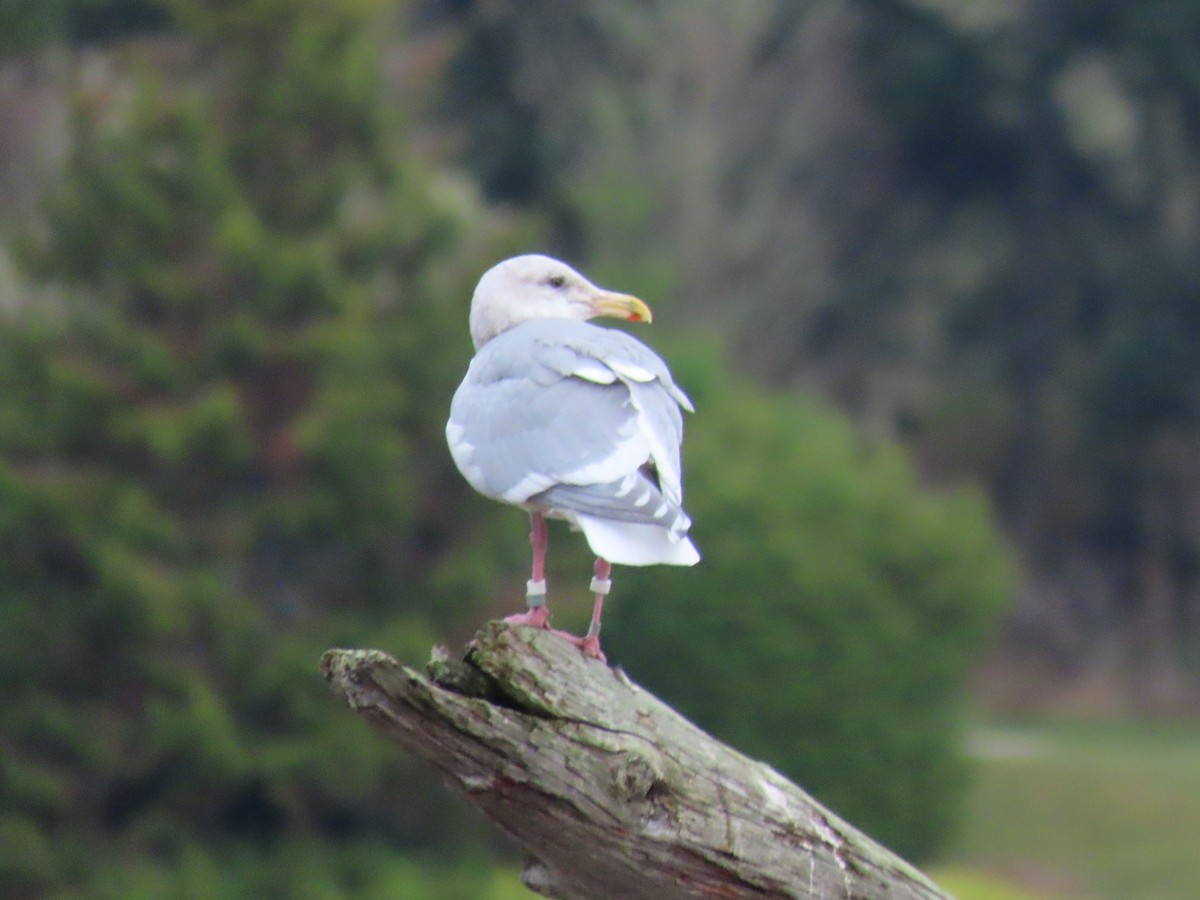 Glaucous-winged Gull - ML645802844