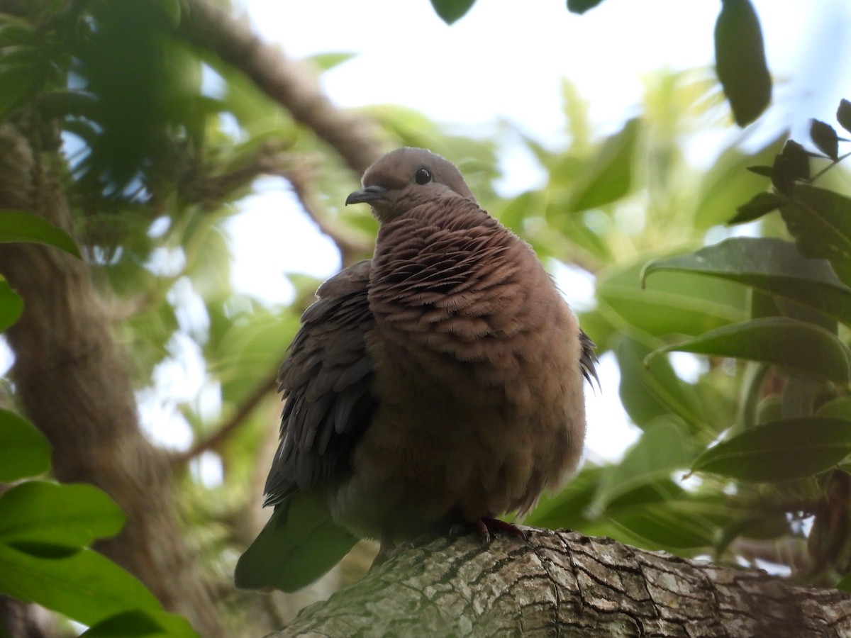 Eared Dove - ML645802845