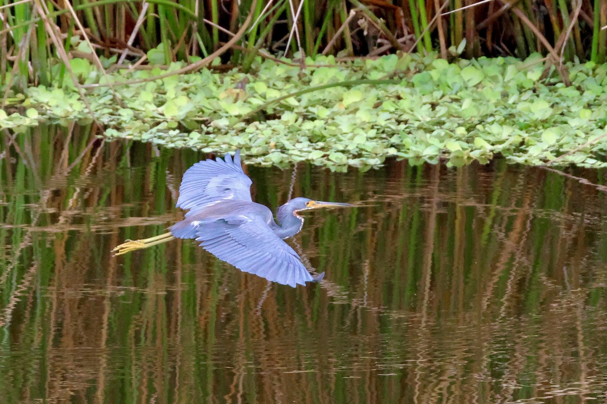 Tricolored Heron - ML645802846