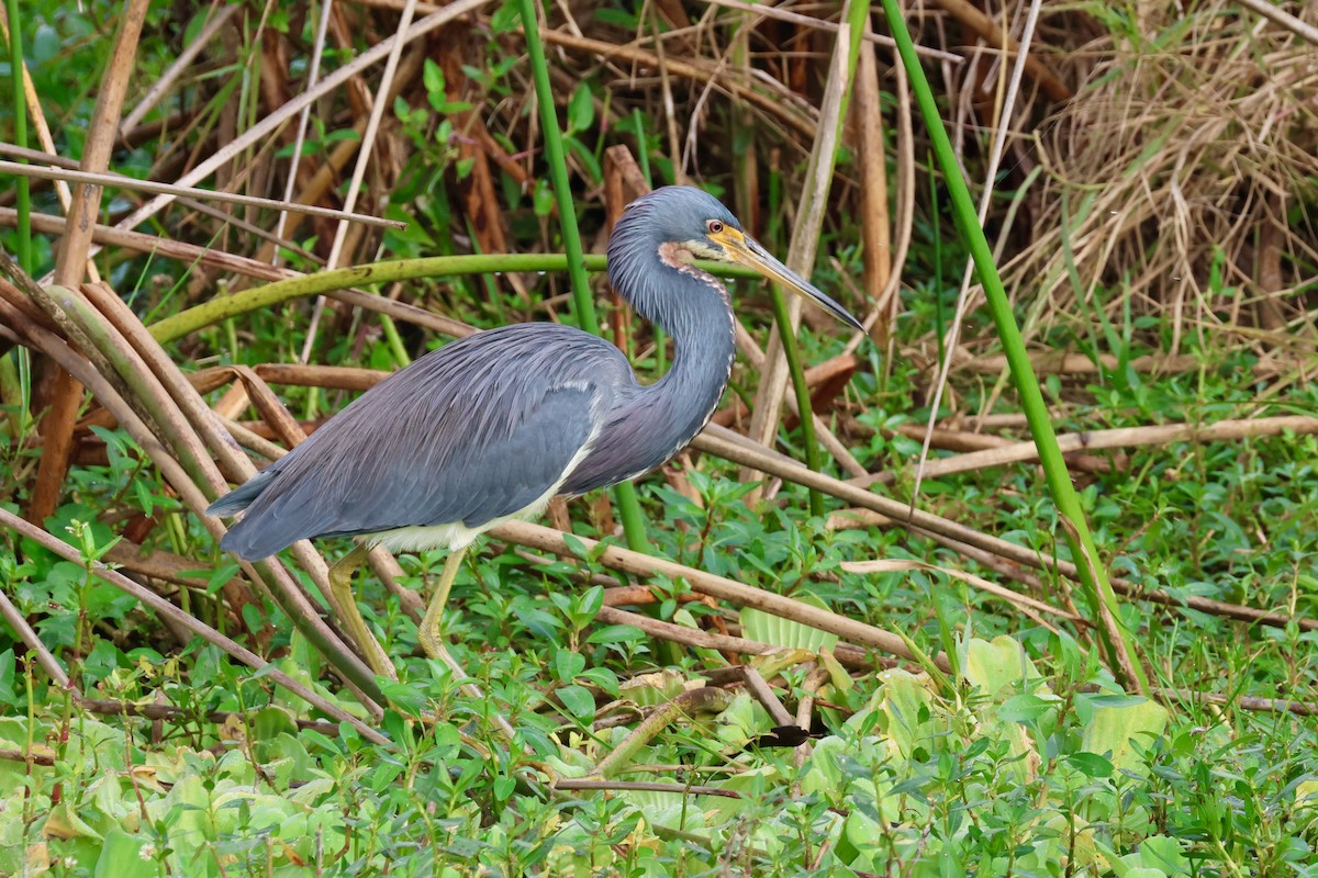 Tricolored Heron - ML645802848