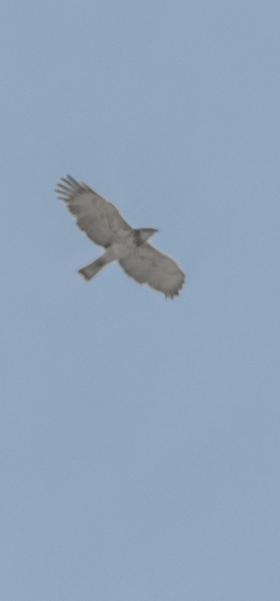 orlík krátkoprstý - ML645802849