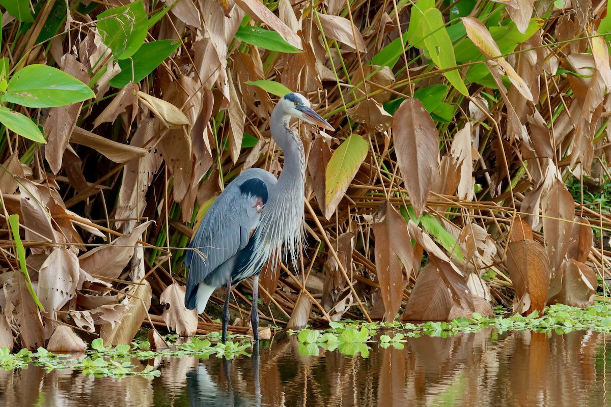 Great Blue Heron - ML645802850