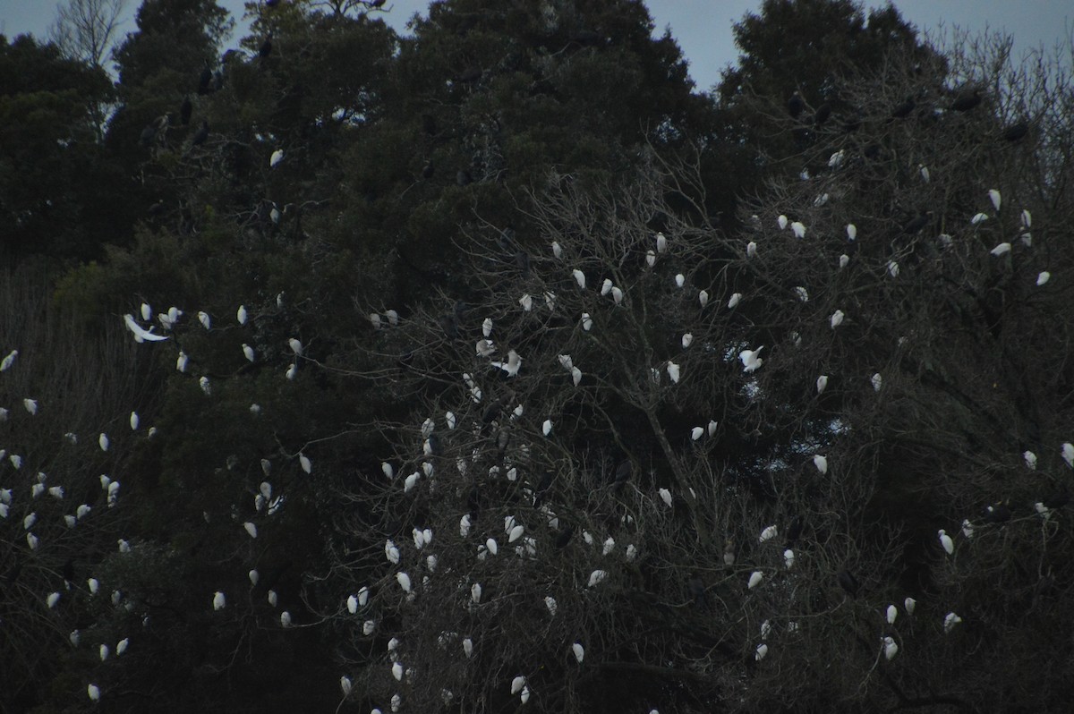 Western Cattle-Egret - ML645802851