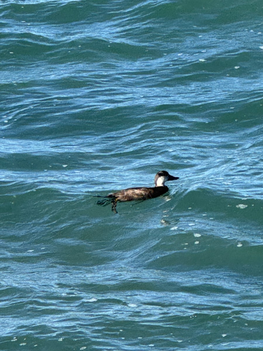 Black Scoter - ML645802852