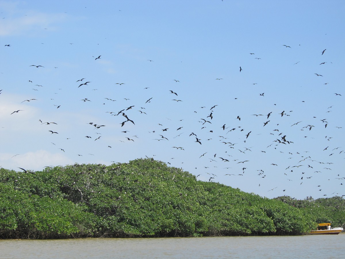 Magnificent Frigatebird - ML645802853