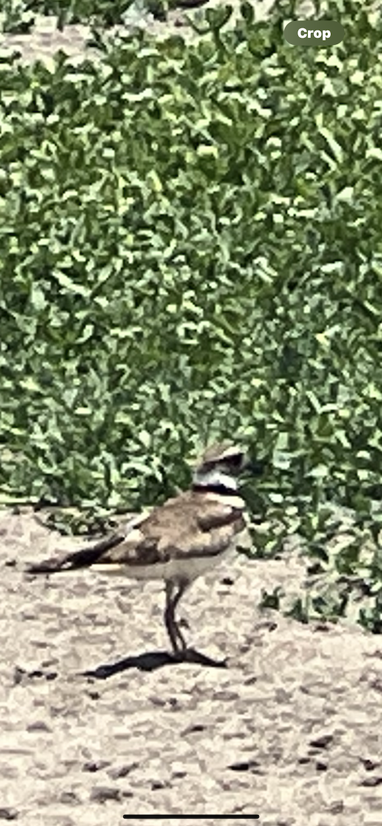 Killdeer - ML645802855