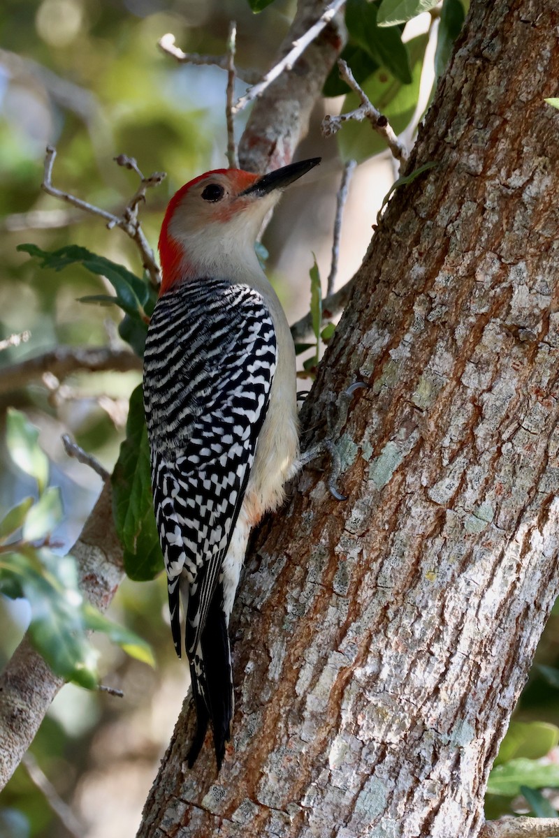 Red-bellied Woodpecker - ML645802856