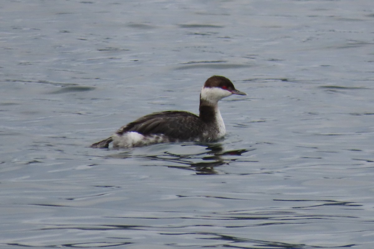 Horned Grebe - ML645802858