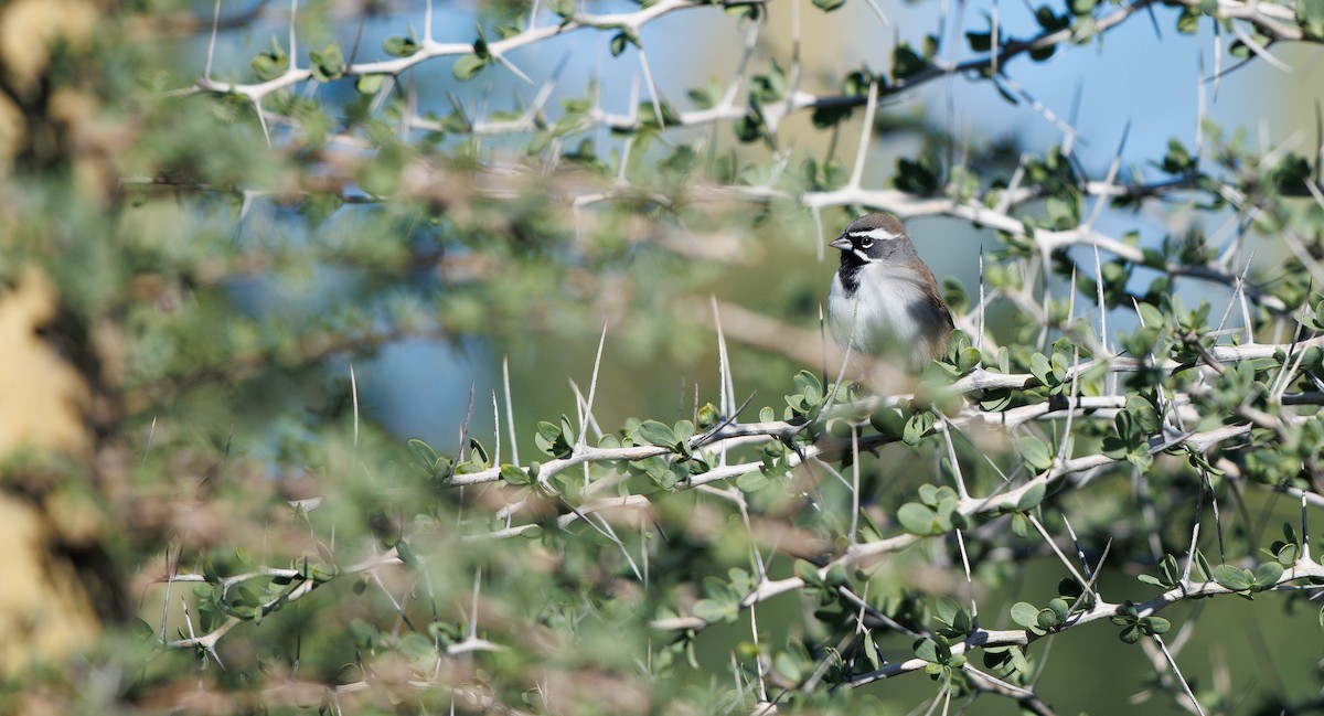 Black-throated Sparrow - ML645802859