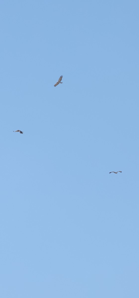 orlík krátkoprstý - ML645802860