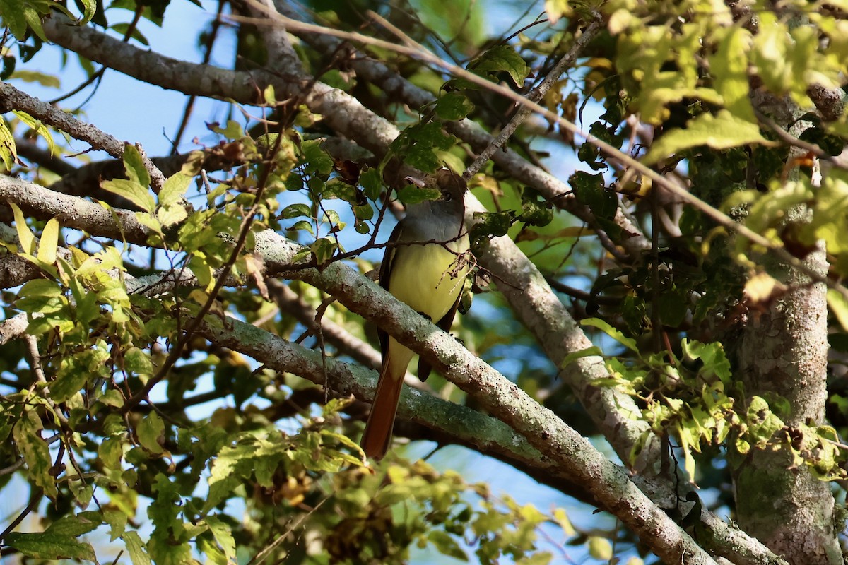 Great Crested Flycatcher - ML645802861