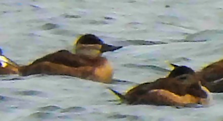 Ruddy Duck - ML645802863